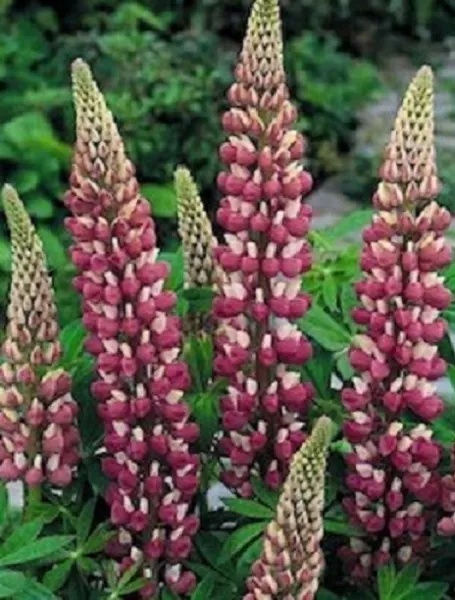 50 Seeds Lupine Russell The Chatelaine Seeds Lupine Seeds - £9.39 GBP