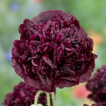 500 Seeds Poppy Double Black Peony Shaped Flowers Huge Pods Reseeds Usa Non Gmo - £9.42 GBP