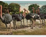 Clewiston&#39;s Ostrich Farm Postcard Pasadena California 1900&#39;s - £9.34 GBP