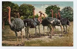 Clewiston&#39;s Ostrich Farm Postcard Pasadena California 1900&#39;s - £9.33 GBP