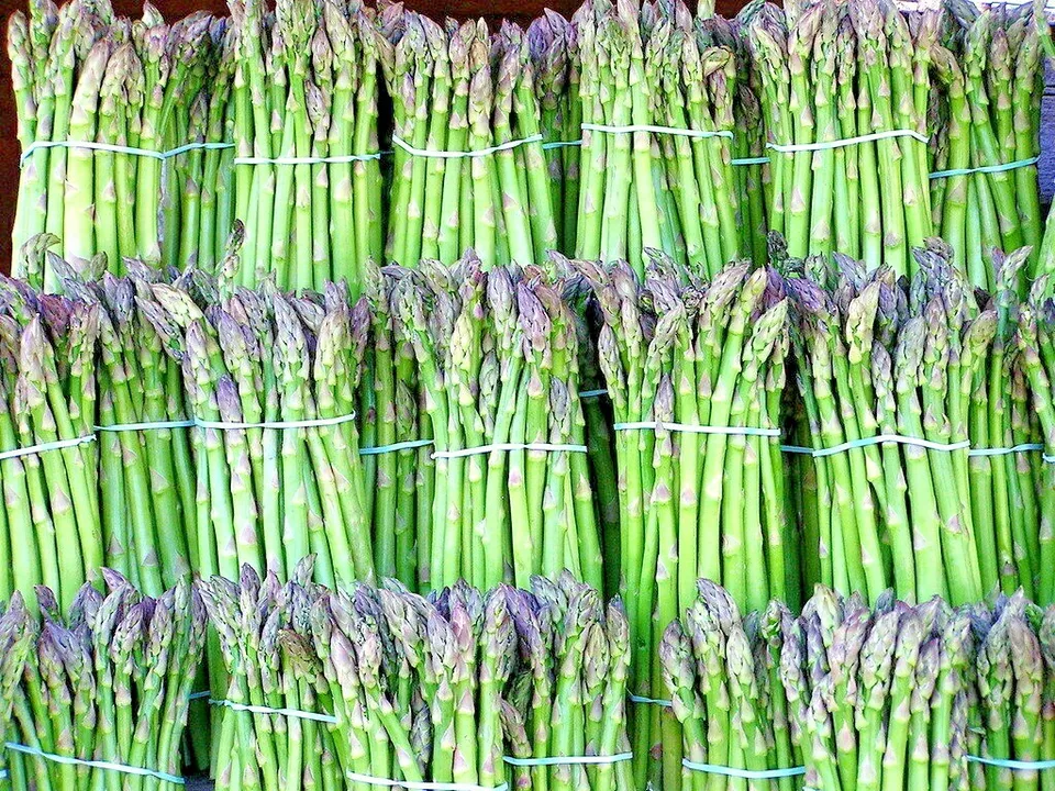 BStore 150 Seeds Asparagus Perennial Autumn Garden Vegetable - £7.80 GBP