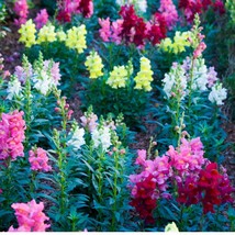 Colorful Snapdragon Seeds (20 Pack) - Create a Rainbow Garden, Ideal Gift for Pl - £5.17 GBP