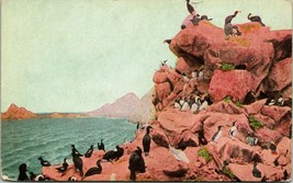 Vtg Postcard 1900s Parallon Islands Bird Rookery Golden Gate Park San Franciso - £11.81 GBP