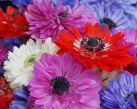 11 Anemone Mixed Flower Bulbs-A Variety of Pretty Colors with Semi-Double Petals - £12.65 GBP