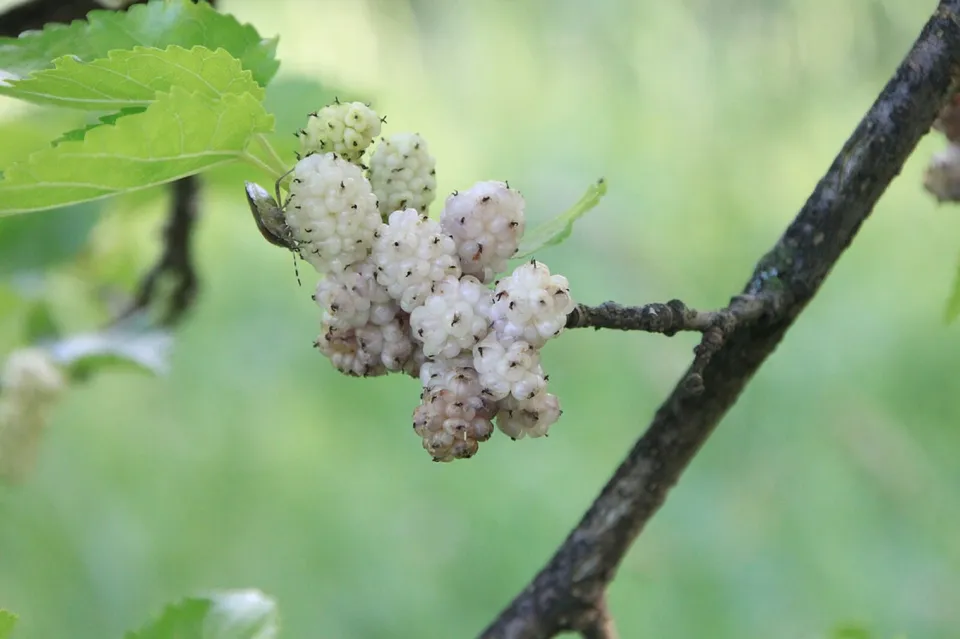 White Mulberry Tree 50 Seeds Sweet Edible Fruit Fast Shipping - £7.04 GBP