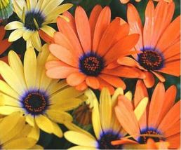 100 Seeds African Daisy Mixed - $8.98