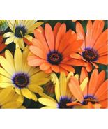100 Seeds African Daisy Mixed - $8.98