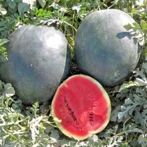 BStore 40 Seeds Sugar Baby Watermelon Seeds Organic Heirloom Vine 5 9Lbs Summer  - £6.71 GBP