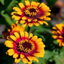 Zinnia Elegans Zowie Yellow Flame Flower Seeds 30 Seeds Fresh USA Fast Shipping  - $18.99