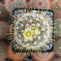 Live Plant Echinofossulocactus albatus Cactus Cacti Succulent Real  - £39.50 GBP