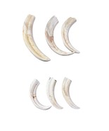 Warthog Tusks- 6 Real tusks (3 polished/3 natural) Genuine African Warth... - $4,693.43 MXN