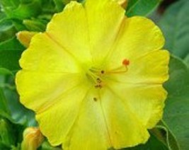 Four O&#39;clock Golden, 100 Seeds Beautiful Vivid Golden/Yellow Colored Bloom - £2.35 GBP