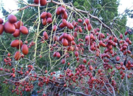 20 Pc Seeds Chinese Red Date Tree, Ziziphus Jujuba syn. Zizyphus Jujuba Seeds RK - £14.86 GBP