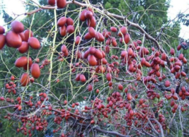 20 Pc Seeds Chinese Red Date Tree, Ziziphus Jujuba syn. Zizyphus Jujuba Seeds RK - £14.12 GBP