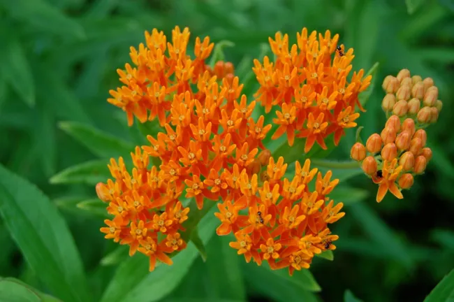 Butterfly Weed (Orange Milkweed) Heirloom Seeds 35 Seeds Fresh Garden - £11.17 GBP