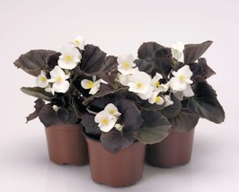 Best 30 Gorgeous Begonia Nightlife Pure White Flower Seeds Bronze Leaf Annual - £7.70 GBP