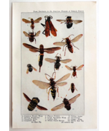 1927 Flies Wasps Bees Insects Chart Art Plate Color Book Print Wildlife ... - $378.90 MXN