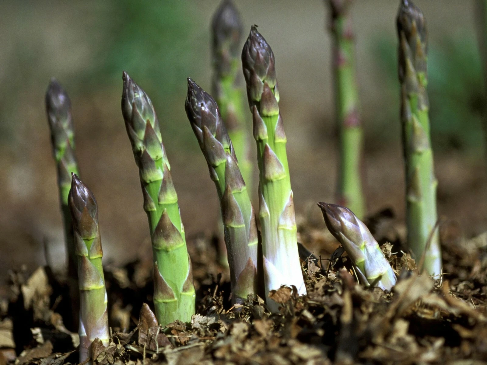 100+Mary Washington Asparagus Seeds | Fresh Garden Seeds | Organic | 202... - $9.88