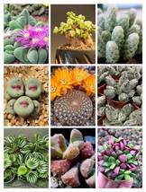 Argyroderma Mix Succulents Garden Plants, 20 Seeds D - $16.35