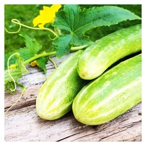 Tisseeds 25 Double Yield Cucumber Seeds Heirloom Organic Fast Ship Us - £7.08 GBP