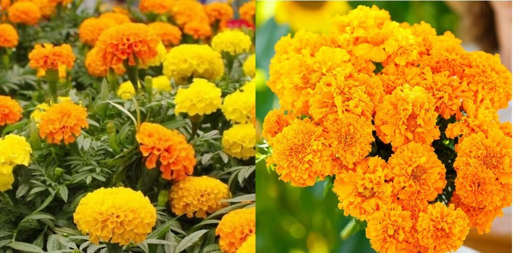 Marigolds AFRICAN LANDSCAPER&#39;S PACK BULK Tall 1000+ Seeds Pure &amp; Fresh N... - $15.07