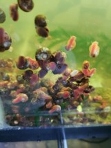 50 Ramshorn Snails-Great Puffer Food  - $29.70