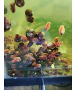 50 Ramshorn Snails-Great Puffer Food  - $40.69 CAD