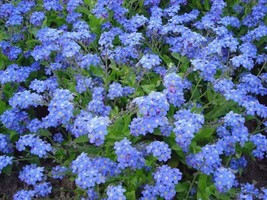 Chinese Forget Me Not Seeds 200+ Asian Wildflower Blue Annual  From US - $7.06