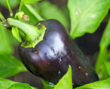 Purple beauty sweet pepperbc3  53618 thumb155 crop