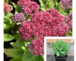 Hylotelephium Telephium 4Inches Plant Orpine Stonecrop Plant Succulent - £21.15 GBP