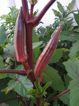 SHIPPED FROM US 300 Red Burgundy Okra Abelmoscgus Vegetable Seeds, LC03 - £15.18 GBP