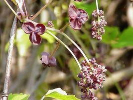 15 Pcs Purple Chocolate Vine Edible Fruit Plant Seeds #MNSB - £11.79 GBP