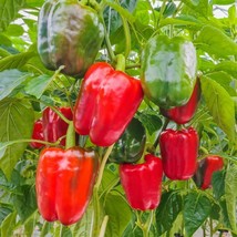 Keystone Giant Red Bell Pepper Extra Large size HEIRLOOM 30+ seeds 100% Organic - £3.52 GBP