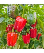 Keystone Giant Red Bell Pepper Extra Large size HEIRLOOM 30+ seeds 100% ... - £3.51 GBP