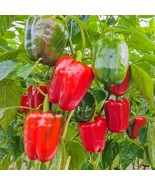 Keystone Giant Red Bell Pepper Extra Large size HEIRLOOM 30+ seeds 100% ... - $4.49