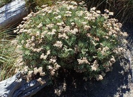 GIB Eriogonum arborescens | Santa Cruz Island Buckwheat | 50 Seeds - $24.00