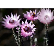 5 SEEDS Asteraceae Small Shrub Leprechaun Flower Canescens Seeds Garden ... - £25.50 GBP