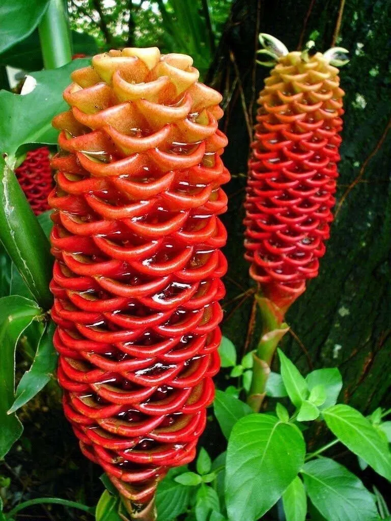 Beehive Ginger Flower Plant Garden Planting Authentic 15 Seeds Fast Ship... - $10.99