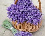 LWK 700 True Lavender Seeds Non Gmo Lavandula Angtifolia Easy Grow - $11.02