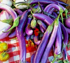 50 Long Purple Eggplant Seeds Organic Open Pollinated Gardening Fresh USA Seller - £7.90 GBP