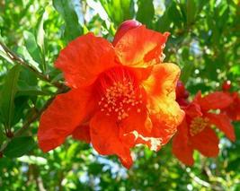 Live Plant Pomegranate &#39;Wonderful&#39; Punica granatum Actively Growing Live Plant - £25.54 GBP