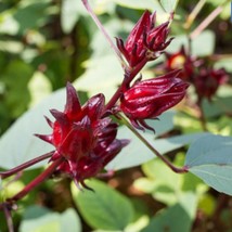 50 Roselle Seeds Hibiscus Sabdariffa Rosella Red Jamaican Sorrel Florida Cranber - $21.90