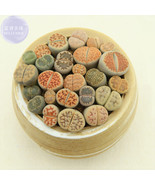 10 Seeds Imported Lithops Ge Kk Seeds A Lovely Livingstones Bonsai Succu... - $18.75 CAD
