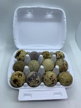 12 fertile Coturnix quail eggs - $22.89