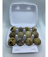 12 fertile Coturnix quail eggs - $18.99