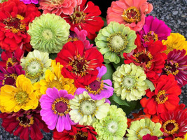 USA Mixed Colors Zinnia Elegans Red Pink White Purple + Flower 250 Seeds - £8.78 GBP