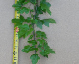 American Sweetgum  Potted Plants- 20-28 Inch Tall (Liquidambar styraciflua) - £22.54 GBP
