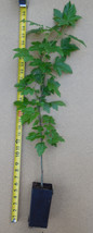 American Sweetgum  Potted Plants- 20-28 Inch Tall (Liquidambar styraciflua) - £22.53 GBP