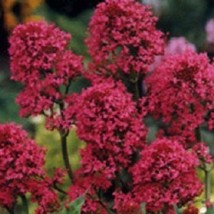 40 Red Jupiter&#39;S Beard Centranthus Perennial Flower Seeds Gardening USA ... - £10.70 GBP