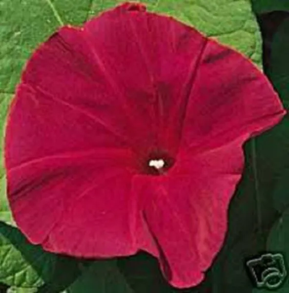 50 Scarlet O&#39;Hara Morning Glory Red Ipomoea Nil Flower Vine Seeds Fresh - £7.99 GBP